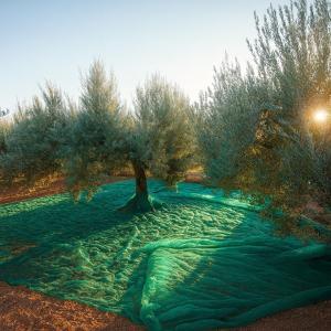 Telo per raccolta olive 6 x 6mt tessuto antispina stabilizzato raggi uv