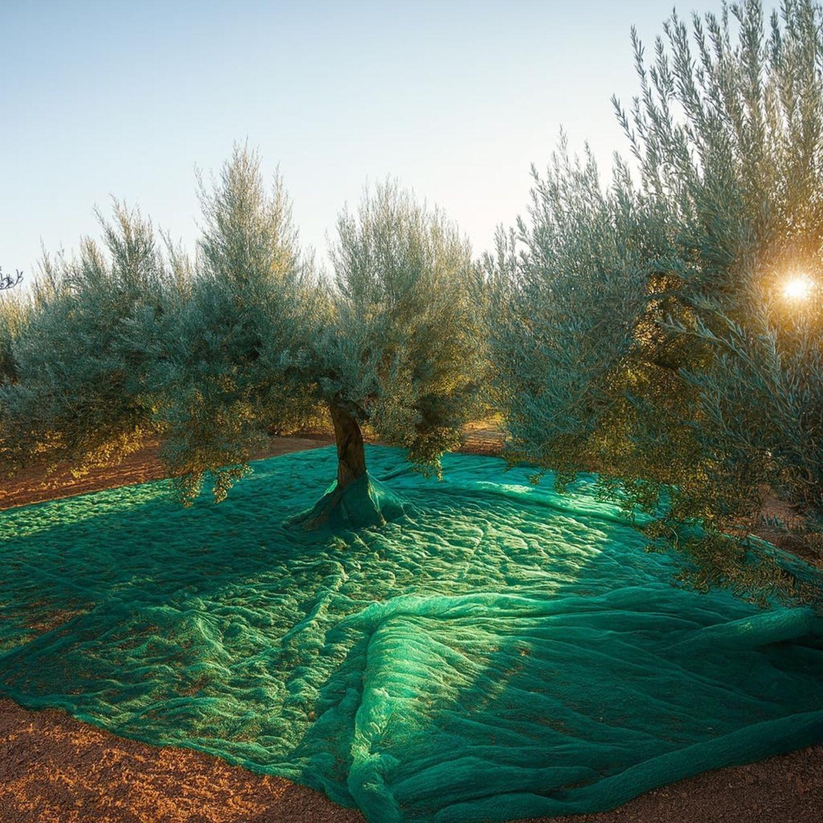  telo per raccolta olive 6 x 6mt tessuto antispina stabilizzato raggi uv - foto 2